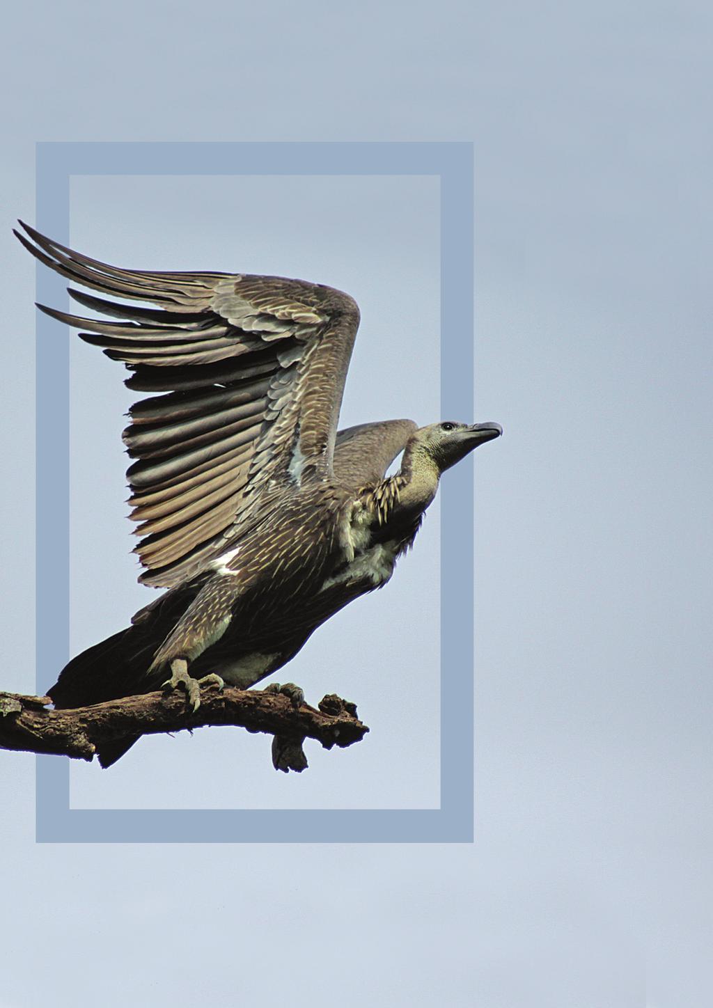 Vulture Conservation Program