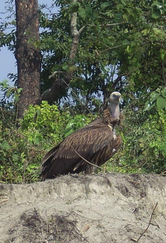 A number of researches has shown that Meloxicam is safe for vulture (Swarup et al. 2007; Swan et al 2006 b).