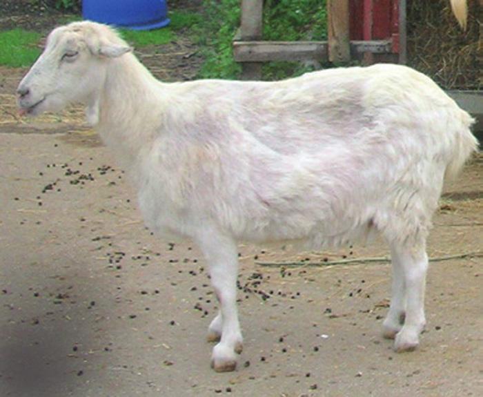 An old goat with normal