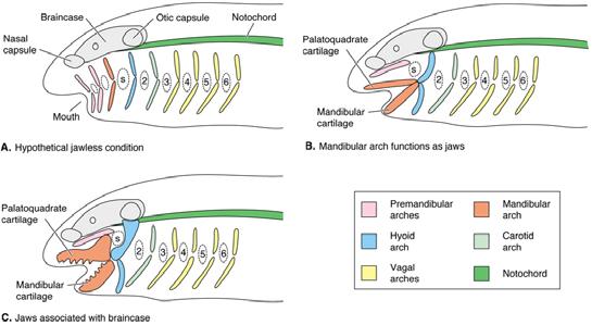 Phylogeny of Skulls and Feeding Mechanisms Neurocranial-Dermatocranial- Splanchnocranial Complex - Phylogeny of Skulls and Feeding Mechanisms Skulls first appear in the craniates.