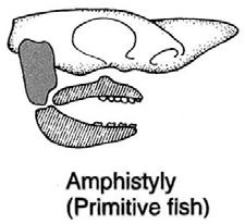 Chondrichthyes The mandibular arch is not attached directly to the chondocranium in sharks but is attached to the hyoid arch which is attached to the skull.
