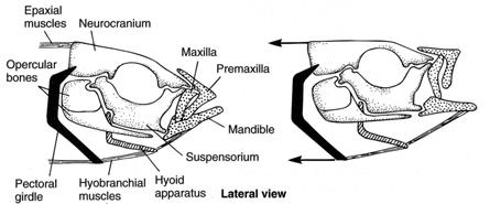 At the posterior end, it articulates with the lower jaw (Meckel s cartilage) as well as with the hyoid arch (ceratohyal).