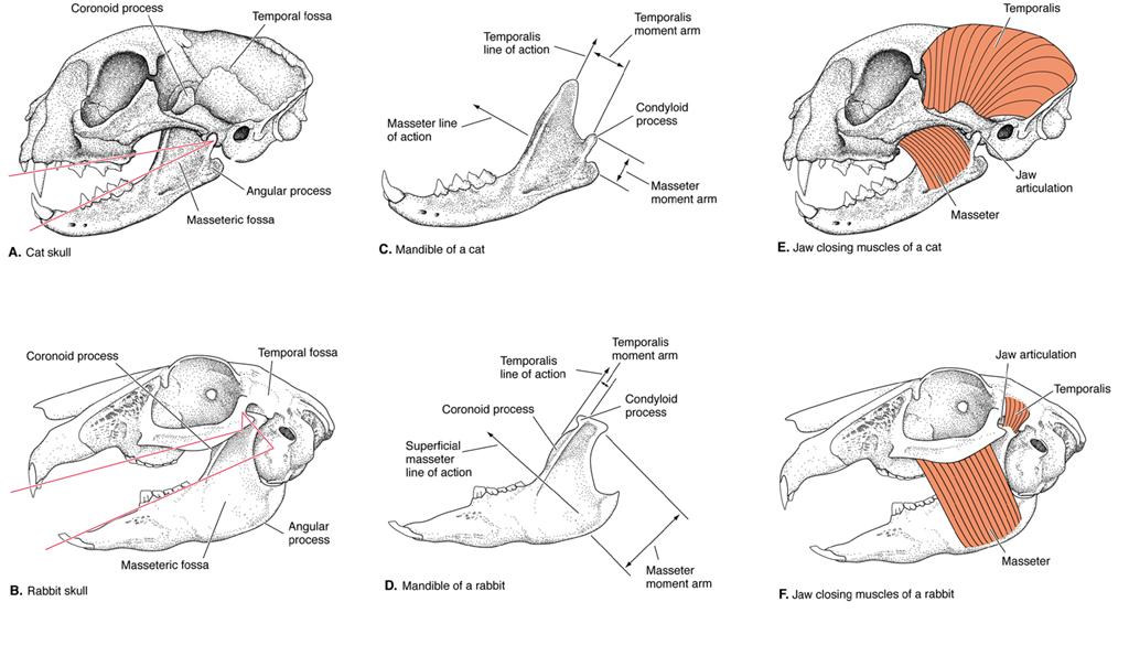 Homework Assignment Jaw Mechanics of Carnivores versus Herbivores How many of the