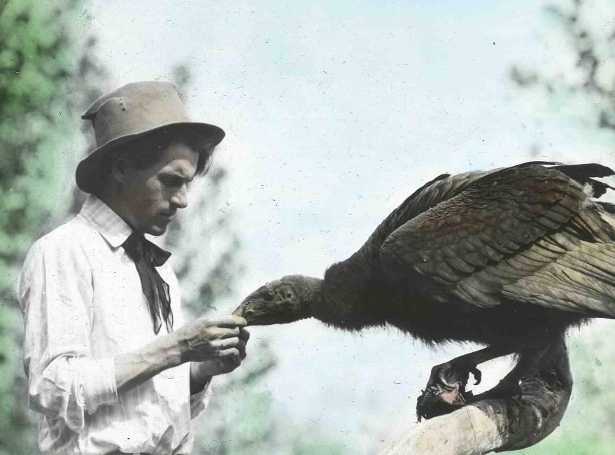 hundreds. William Finley American Birds (1907) The Bird Clinic cared for 52 birds including 16 species.
