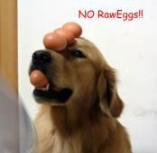 This can cause skin problems as well as problems with your dog's coat if raw eggs are fed for a long time.