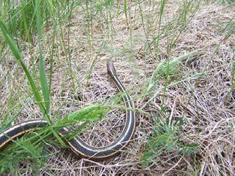 Eastern Ribbonsnake Thamnophis sauritus Federal Listing State Listing Global Rank State Rank Regional Status N/A S5 Very High Photo by Michael Marchand Justification (Reason for Concern in NH) The