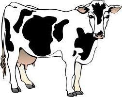 Dairy Show Friday, July 19, 9:00 a.m. Black Pavilion Superintendent Steve Shonka 1. All non-milking dairy cattle must be on the grounds by 7 p.m., Tuesday, July 16.