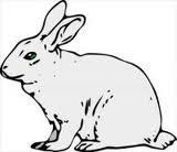 Rabbit Show Thursday, July 18, 2:00 p.m. Black Pavilion Committee Megan Slife, Joe Duffy, Barb Rawson 1. All rabbits must be entered on a Livestock Entry Form due to the Extension Office by May 15 th.