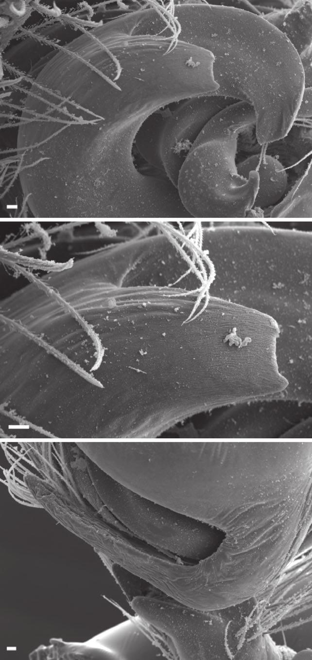 728 S. P. NJMIN Figure 2. Scanning electron micrographs of Onomastus nigricauda from odinagala (MHNG)., profile of., ditto, detail., profile of T. Scale bars = 5 mm (), 0 mm (, ). in leaf litter, 2 6.