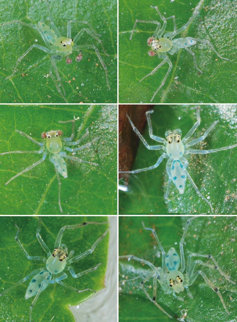 734 S. P. NJMIN Figure 8. Photographs of live Onomastus pethiyagodai sp. nov. from grapathana, Sri Lanka (MHNG)., male. D F, female. ONOSTUS PTHIYGODI SP. NOV.