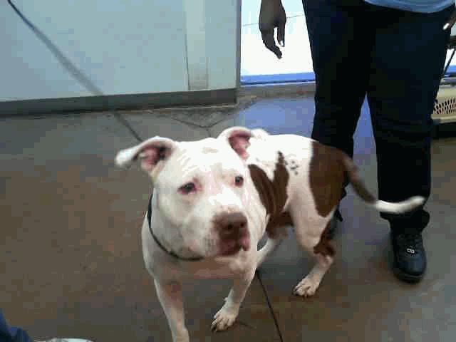 HOMEAGAIN Tag No.: 985112005553078 SADIE Color: WHITE / BROWN Breed: PIT BULL Weight: 63.