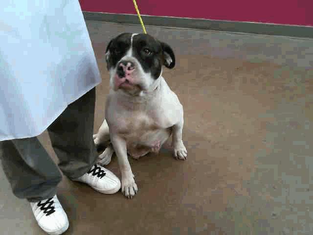 : 985112005087913 Color: WHITE / BLACK Breed: AMER BULLDOG Weight: 60 Altered Status: