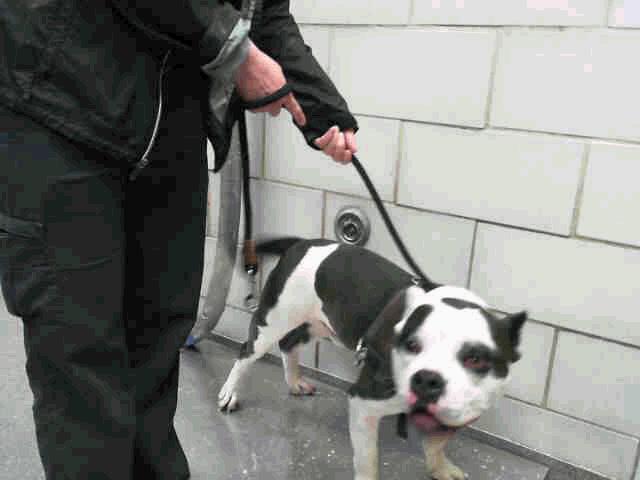 GRIM Color: BLUE / WHITE Size: MED Breed: PIT BULL Weight: 65 Altered Status: Neutered GINA