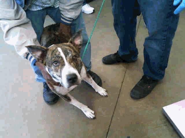 MIXXY Color: BR BRINDLE / WHITE Breed: PIT BULL MIX Weight: 48.