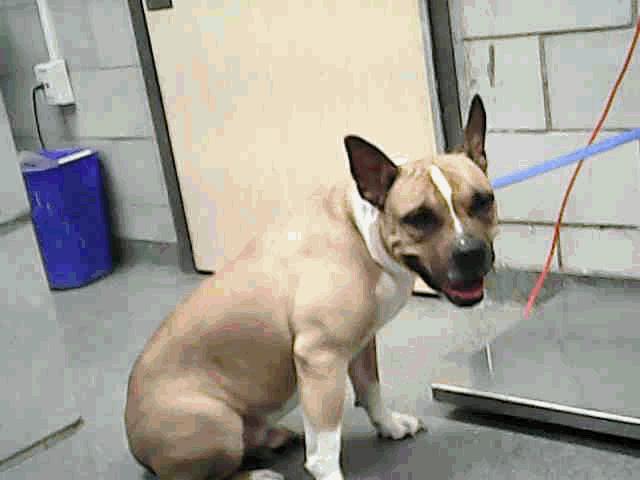 6 Altered Status: Neutered Size: SMALL ANGEL ACOSTA 1206 RECORD CROSSING RD, DALLAS, TX 75235