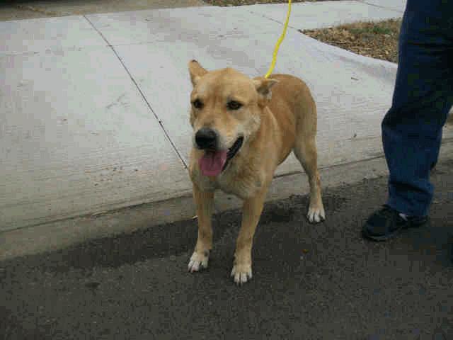 Type: HOMEAGAIN Tag No.: 985112009151405 Color: TAN Breed: GERM SHEPHERD Weight: 57.