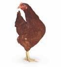 Please note that we only supply chickens with eglu orders and that they cannot be returned. 20kg Feed inc.