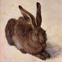 Diet Vegetarian Vegetarian Differences in Physical features A hare as depicted in a A rabbit (Eastern painting.