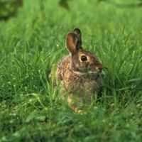 Hares are generally larger and faster than rabbits. Hares have longer ears and larger feet than rabbits. Hares have black markings on their fur.