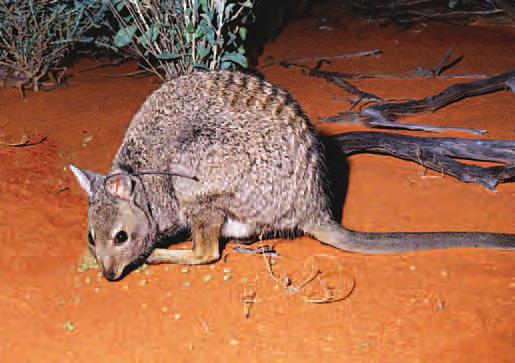12 Mt Gibson Fauna Reconstruction Project Which mammals will AWC return to Mt Gibson?