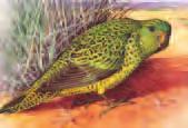 Newhaven: Finding the Night Parrot With CSIRO and DEC, we collated all reliable historical Night Parrot records and overlaid them with topography and rainfall to fi nd the combination of