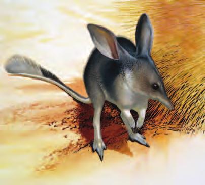 we urgently need your help yes, I want to help save Australia s threatened wildlife The Bilby Challenge: matching your donations to help save Australia s threatened wildlife Please match my gift