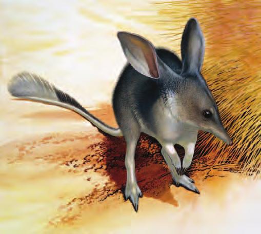 The Bilby Challenge: matching your gifts to AWC 3 3 A generous supporter is making one of the most signifi cant philanthropic contributions to conservation in Australia by teaming with AWC to