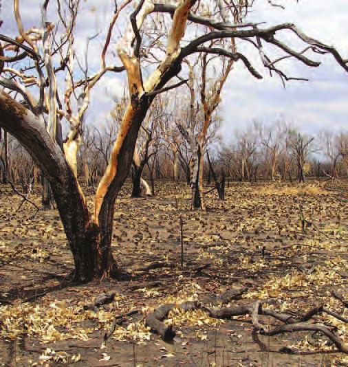 6 Why are our northern mammals disappearing? Superfi cially, the tropical savannas of northern Australia appear intact. There has been very little clearing of vegetation.