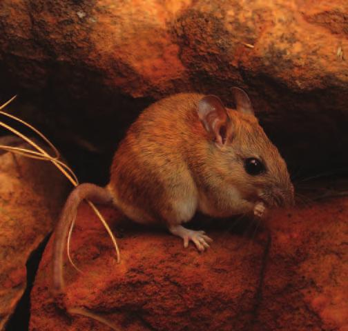 8 AWC s Northern Mammal Recovery Project A Common Rock-rat at Mornington S.