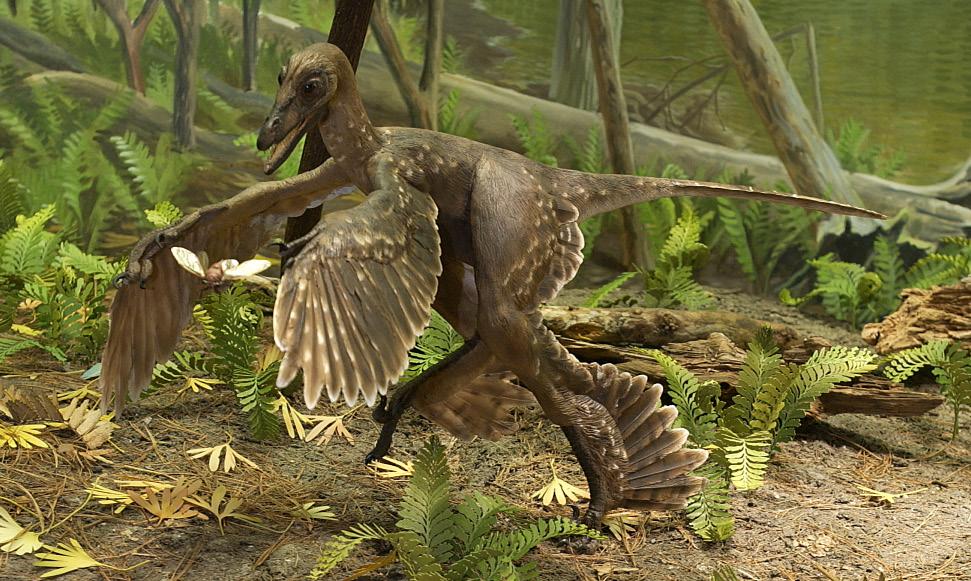 Birds are Dinosaurs Compare the two animals in the pictures below. Sinornithosaurus (sigh-nor-nith-oh-sawr-us) is a dinosaur that lived long ago.