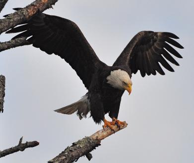 Eagles are big, strong birds. They can fly high and far. They can also dive very fast to catch dinner. This eagle has sharp, curved claws. These claws are good for grabbing and carrying small animals.