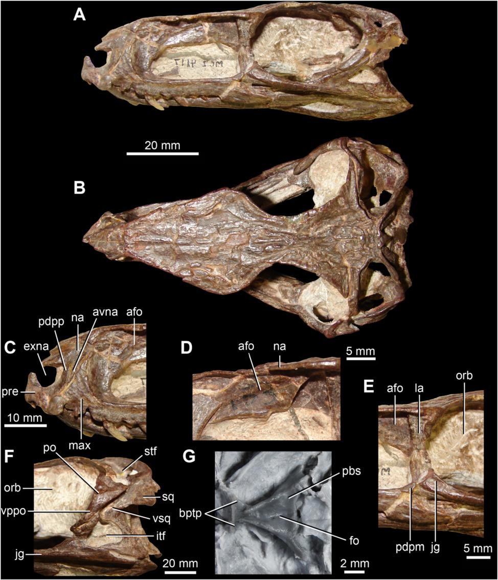 Butler et al. BMC Evolutionary Biology 2014, 14:128 Page 4 of 16 Figure 1 Anatomy of Gracilisuchus stipanicicorum Romer [8]. A. Skull in right lateral view (reversed). B. Skull in dorsal view. C.