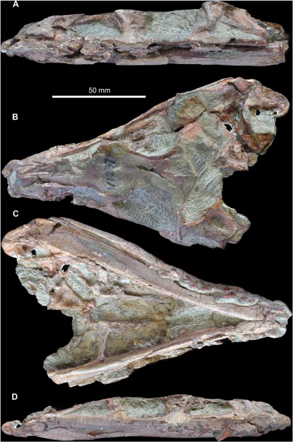 Butler et al. BMC Evolutionary Biology 2014, 14:128 Page 6 of 16 Figure 3 Holotype skull (IVPP V 12378) of Yonghesuchus sangbiensis Wu, Liu & Li [13]. A. Left lateral view. B. Dorsal view. C.
