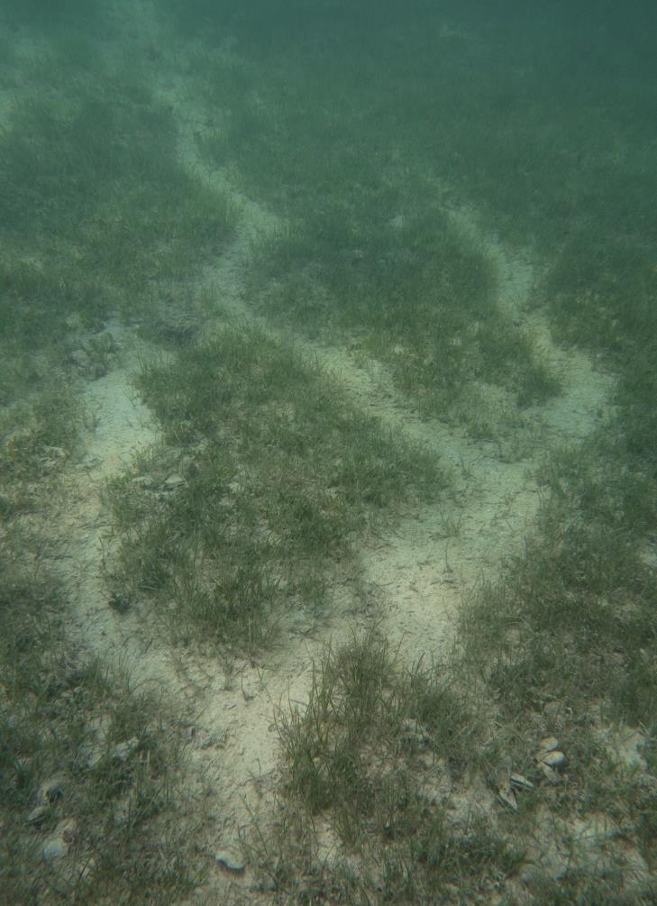 STUDY OF DUGONG HABITATS Three species of seagrass species occur in UAE waters.
