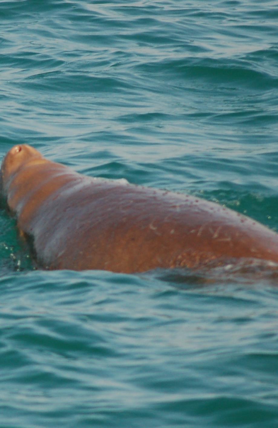 IN THE PAST. Reportedly 60-70 dugongs are brought into Abu Dhabi fish market Annually - Prof. Colin Betram of St.
