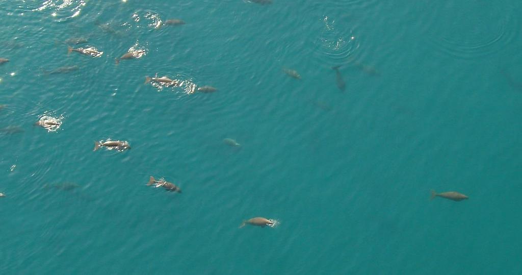 DUGONGS IN UAE Dugongs primarily occur in Abu Dhabi waters. A few sightings of dugongs have been reported from Jabel Ali waters of Dubai.