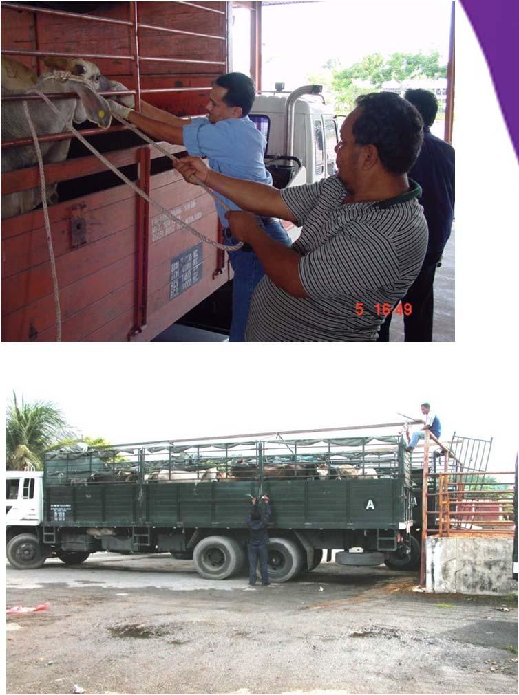 Issues in Animal Transport by Land The animal welfare standard in transport by land has improved tremendously over the years. Chickens are transported in plastic cages.
