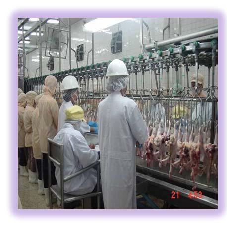 Slaughter of animals Number of Abattoirs and Poultry Processing Plants Animals Slaughtered 2010 Animal Registered Abattoirs/ Processing Plants Small Slaughter