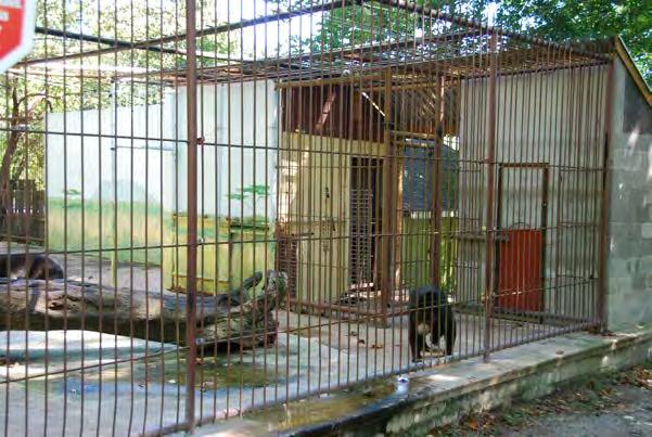 Many cages lacked appropriate cage features, such as substrates that allowed digging and foraging, pools for certain species, adequate climbing structures, elevated platforms, shift cages for