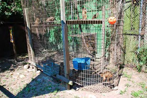Maryland s Fatal Attractions 17 Food for the crowded, undersized capuchin cage ended up on the ground beneath the wire flooring, raising concerns that some animals may not be receiving an adequate