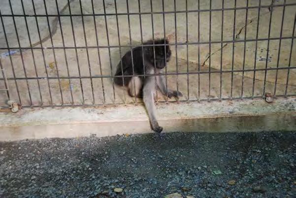 This capuchin cage is not large enough for one capuchin, let The gibbon was singly-housed alone the dozen capuchins listed in Catoctin Zoo s inventory.