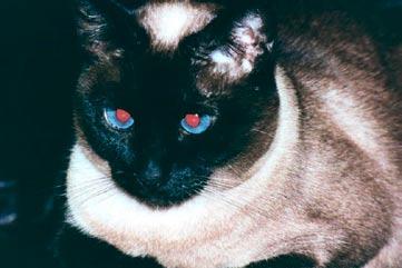 Siamese Cat The most vocal of the domestic cats, Siamese are muscular, athletic and mischievous. Their deep blue eyes are slanted, adding to their intriguing personality.