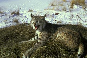 Bobcat Closly related to the lynx, these small wild cats live in forests, swamps, mountains, prairies and deserts from southern Canada to central Mexico.