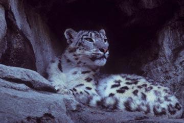 Snow Leopard Snow leopards can neither purr like the small cats nor roar like the big cats. Their voice can be likened to the happy chuffing sound made by tigers in certain situations.