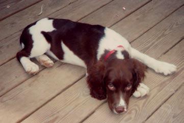 Springer Spaniel The English springer spaniel is a medium-sized sporting dog that was bred to hunt and retrieve.