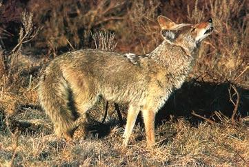 Coyote Narrow muzzled and yellow eyed, the coyote has large triangular ears and a bushy tail. Coyotes are found in all parts of the continental United States as well as Canada and Mexico.