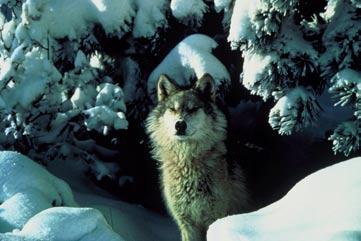 Wolf Social animals, wolves live in a family type unit called a pack ranging in size from 2 to over 20.