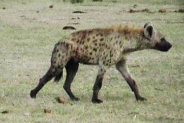 Hyena Despite their reputation, hyenas are actually very social and intelligent hunters, not the filthy scavengers many believe.