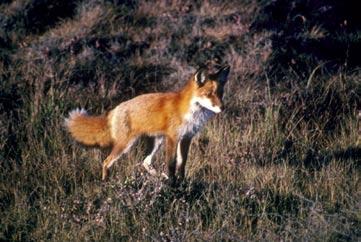 Red Fox Regarded as the embodiment of cunning, the red fox is extremely cautious and capable of learning from experience. The hearing of the Red Fox differs from that of most mammals.