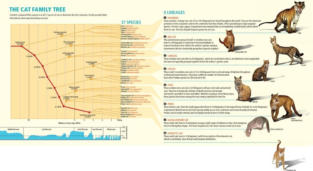 Evolution of Lion Figure 3: The Cat Family Tree (Source: Evolution of Cats in Scientific American) Lion is one of the 37 species of the Family Falidae or what we call the cat family.